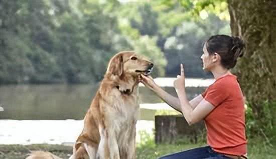 如何科学地训练你的狗狗?