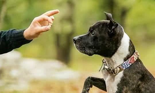 如何科学地训练你的狗狗?