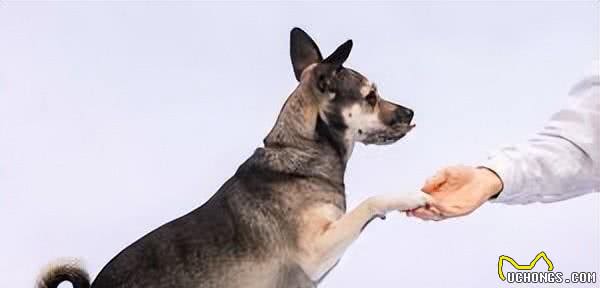 如何科学地训练你的狗狗?