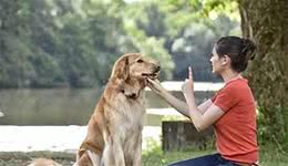 如何科学地训练你的狗狗?