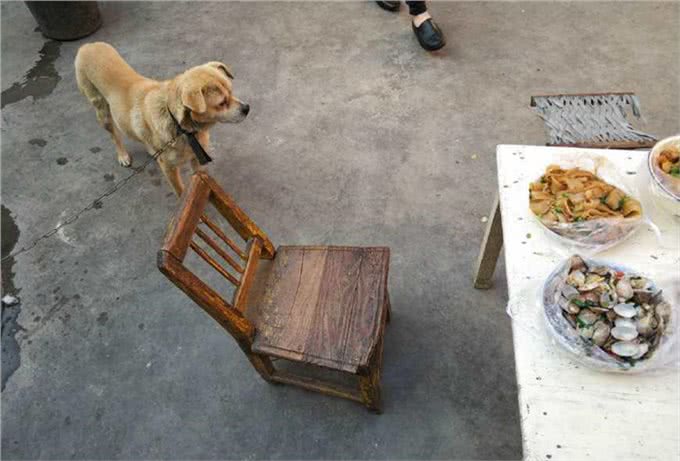 狗狗杀手排行前4名，铲屎官稍不注意，可能会亲手害了狗狗!