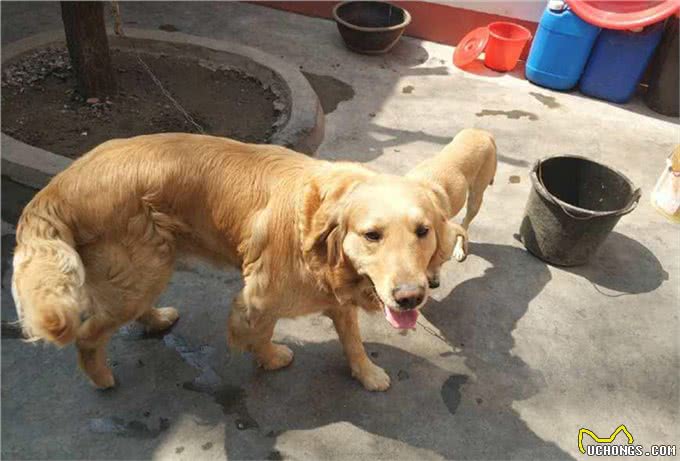 狗狗杀手排行前4名，铲屎官稍不注意，可能会亲手害了狗狗!