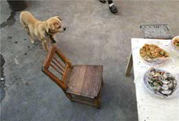 狗狗杀手排行前4名，铲屎官稍不注意，可能会亲手害了狗狗!