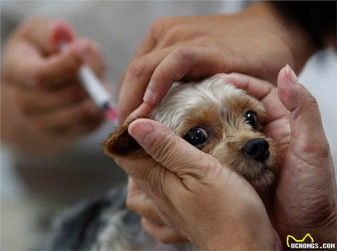 幼犬一定要打疫苗吗?小狗什么时候打疫苗?非核心疫苗要打吗?