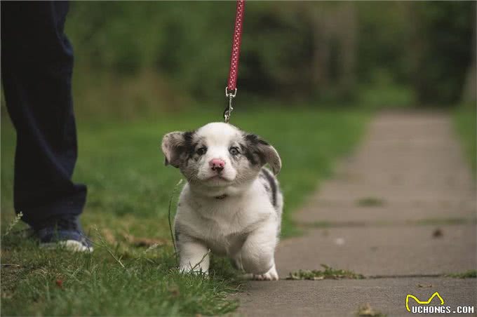 幼犬一定要打疫苗吗?小狗什么时候打疫苗?非核心疫苗要打吗?