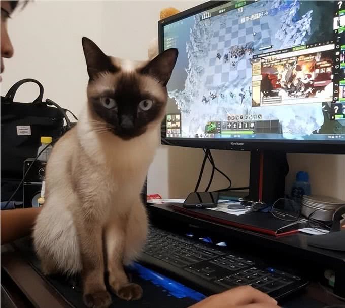 为啥暹罗猫的弃养率这么高?原来是这几点很遭人嫌