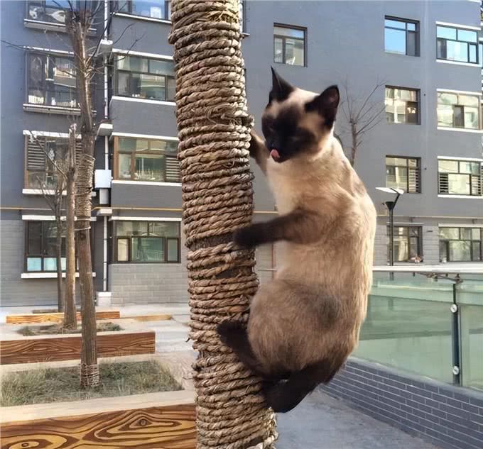 为啥暹罗猫的弃养率这么高?原来是这几点很遭人嫌