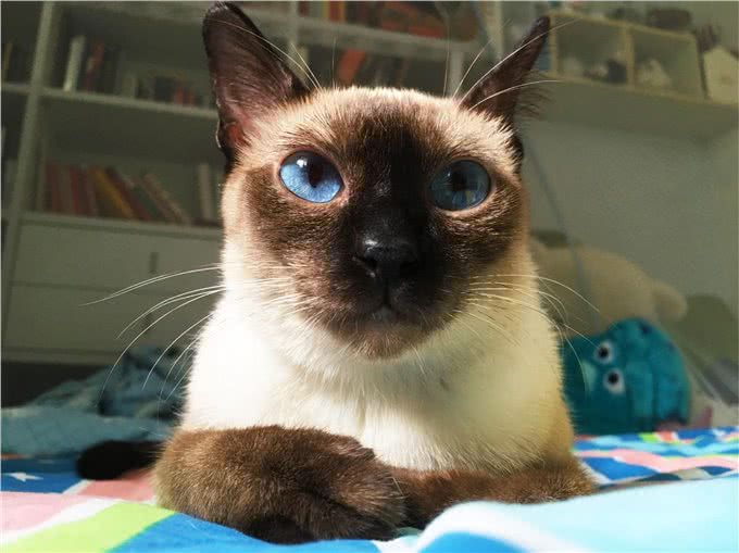 为啥暹罗猫的弃养率这么高?原来是这几点很遭人嫌