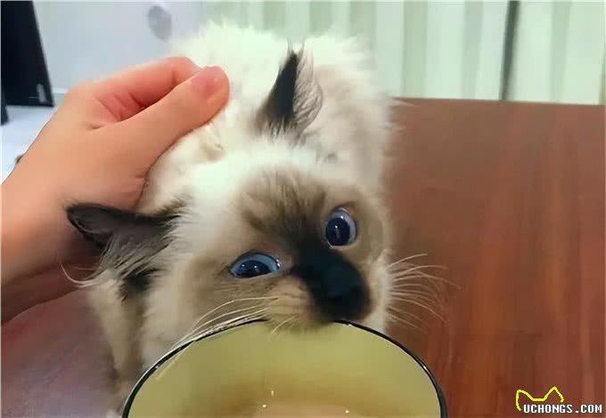 为啥暹罗猫的弃养率这么高?原来是这几点很遭人嫌