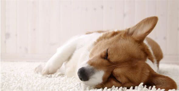 怎样确定狗狗是否得了病毒性肠炎?几招就教你辨别出来!