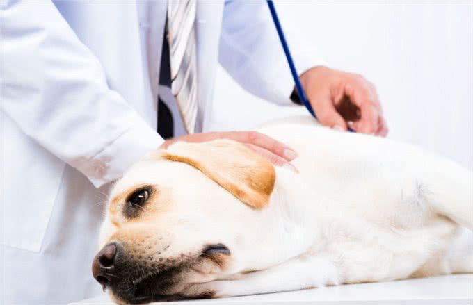 怎样确定狗狗是否得了病毒性肠炎?几招就教你辨别出来!