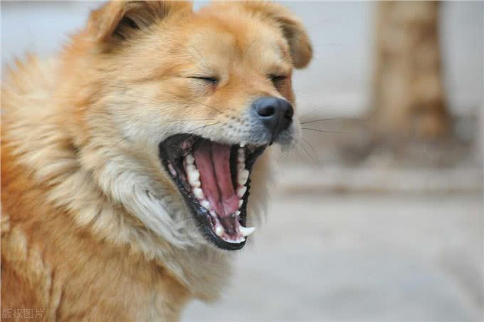 狗狗健康必读:常见疾病及预防,如何让你的爱犬远离疾病困扰