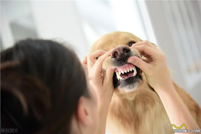 狗狗健康必读:常见疾病及预防,如何让你的爱犬远离疾病困扰