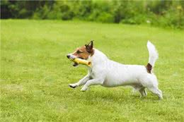 狗狗健康必读：常见疾病及预防，如何让你的爱犬远离疾病困扰