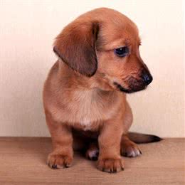 我为大家推荐几种掉毛少性格亲人的小型犬