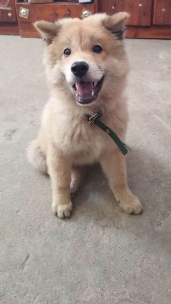 今天是个好日子,父亲花40元买了一只会笑的狗,从此成为了铲屎官