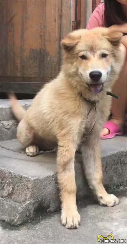 今天是个好日子,父亲花40元买了一只会笑的狗,从此成为了铲屎官