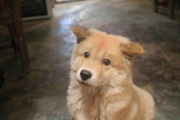 今天是个好日子,父亲花40元买了一只会笑的狗,从此成为了铲屎官