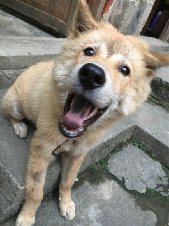 今天是个好日子,父亲花40元买了一只会笑的狗,从此成为了铲屎官