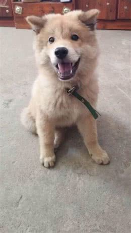 今天是个好日子，父亲花40元买了一只会笑的狗，从此成为了铲屎官