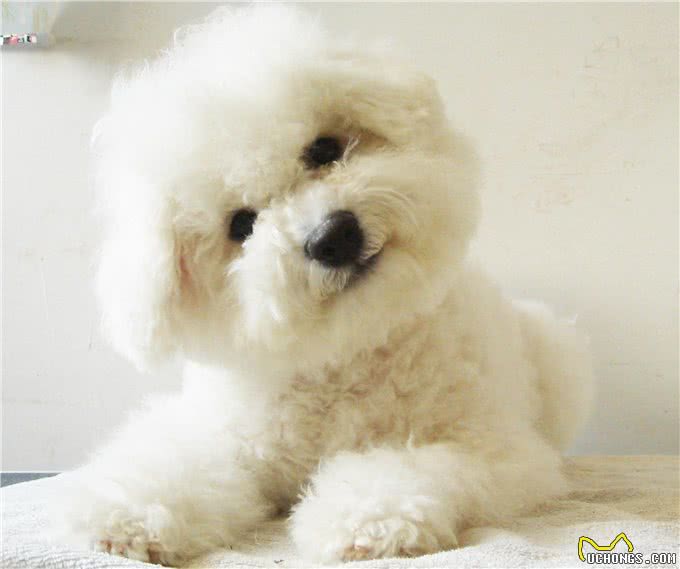 狗狗太臭?这些方法帮你治一治