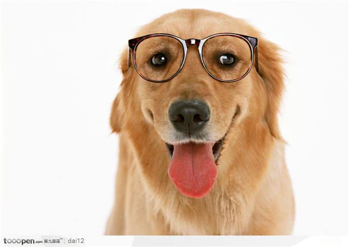 狗狗太臭?这些方法帮你治一治