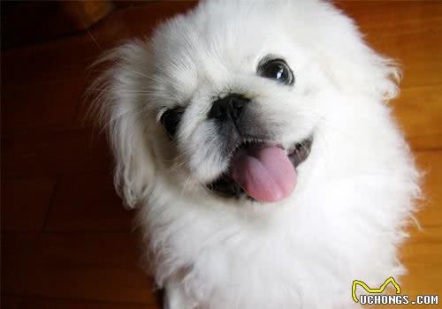 狗狗太臭?这些方法帮你治一治