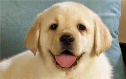 狗狗太臭?这些方法帮你治一治