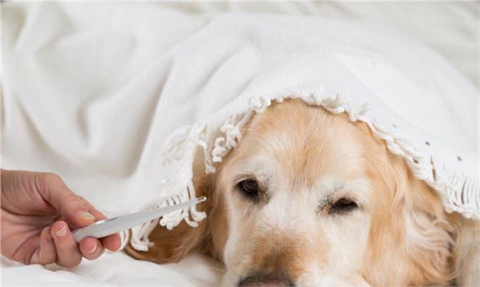 母犬阴门有较多分泌物，别以为是狗狗发情，可能是子宫蓄脓综合征