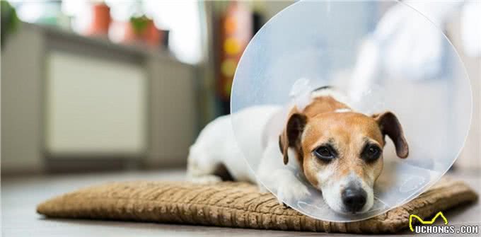 母犬阴门有较多分泌物，别以为是狗狗发情，可能是子宫蓄脓综合征