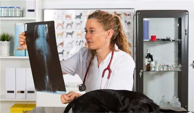 母犬阴门有较多分泌物，别以为是狗狗发情，可能是子宫蓄脓综合征