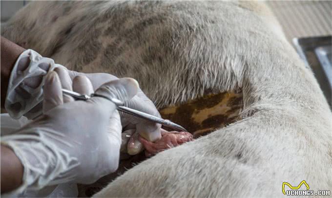 母犬阴门有较多分泌物，别以为是狗狗发情，可能是子宫蓄脓综合征