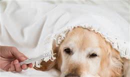 母犬阴门有较多分泌物，别以为是狗狗发情，可能是子宫蓄脓综合征