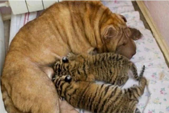 深山捡了2只老虎仔，让家中母狗养，你听说过会养老虎的沙皮狗吗