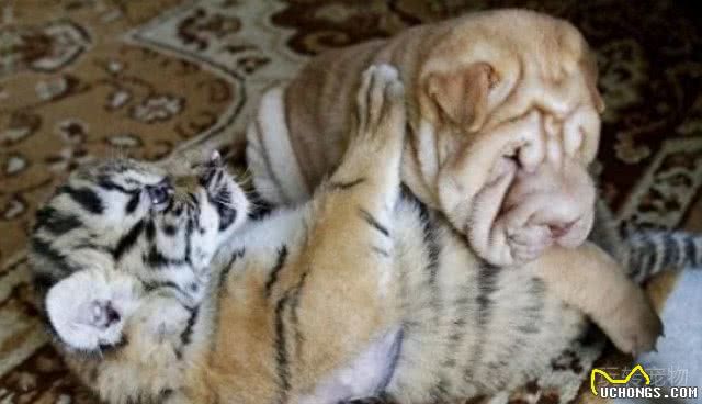 深山捡了2只老虎仔，让家中母狗养，你听说过会养老虎的沙皮狗吗