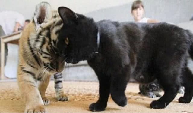 深山捡了2只老虎仔，让家中母狗养，你听说过会养老虎的沙皮狗吗