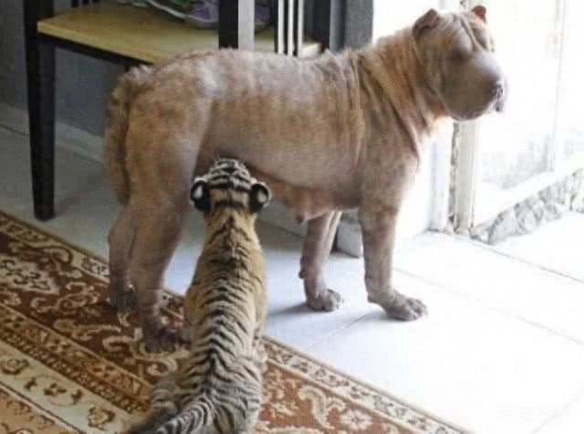 深山捡了2只老虎仔，让家中母狗养，你听说过会养老虎的沙皮狗吗