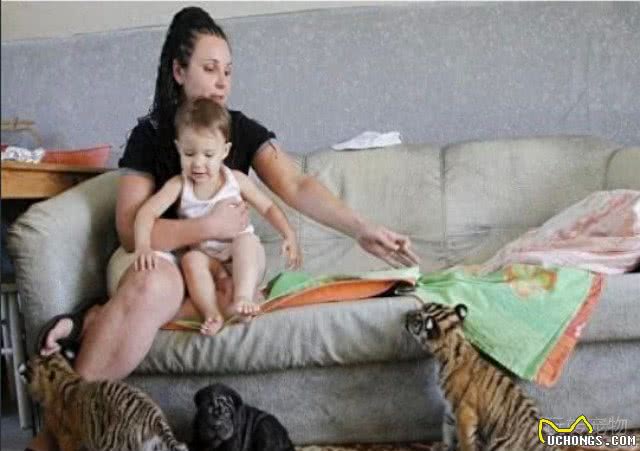 深山捡了2只老虎仔，让家中母狗养，你听说过会养老虎的沙皮狗吗