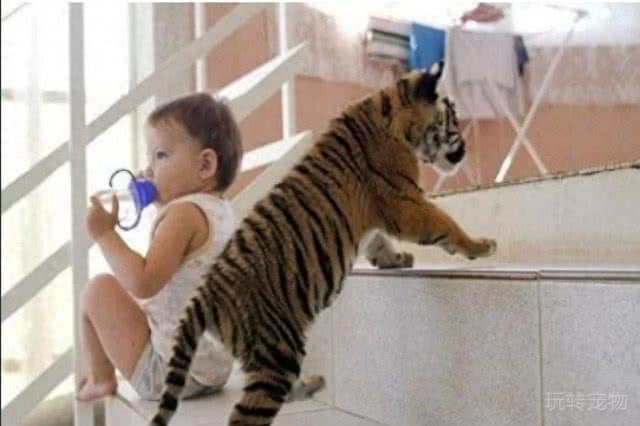 深山捡了2只老虎仔，让家中母狗养，你听说过会养老虎的沙皮狗吗