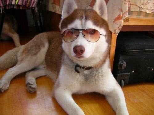 养狗不选母犬的几大原因，你知道哪些呢?