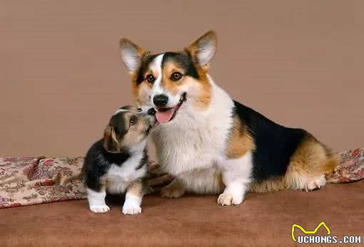 养狗不选母犬的几大原因，你知道哪些呢?