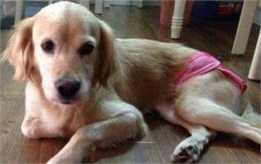 养狗不选母犬的几大原因，你知道哪些呢?