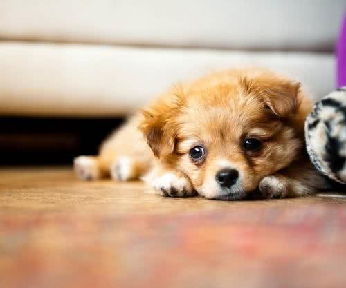 养狗不选母犬的几大原因，你知道哪些呢?