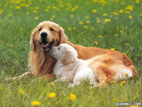 养狗不选母犬的几大原因，你知道哪些呢?