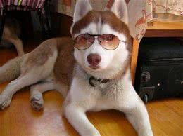 养狗不选母犬的几大原因，你知道哪些呢?