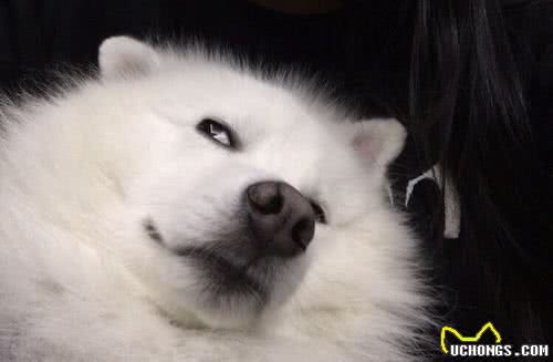 绝了!养什么狗，就代表什么性格，十有九准