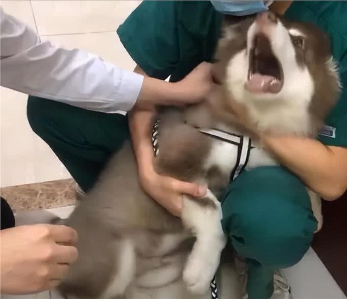 绝了!养什么狗，就代表什么性格，十有九准