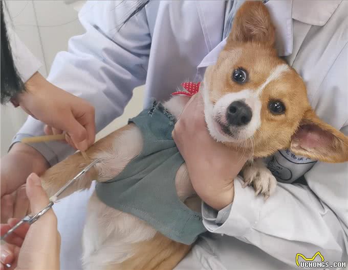 绝了!养什么狗，就代表什么性格，十有九准