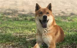 绝了!养什么狗，就代表什么性格，十有九准