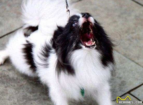 养宠物狗的小知识，10种要狗狗安静的方法